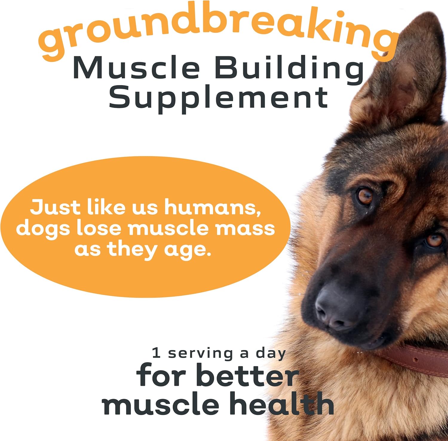12.7 Ounce Canine Muscle Supplement H9158